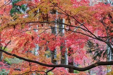 紅葉と木々が織りなす秋の風景
Autumn Landscape of Maple Leaves and Trees