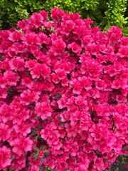 pink bush flowers bloom