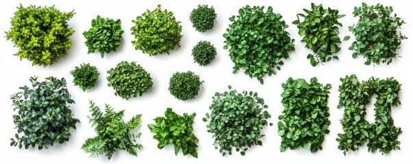 Aerial View of Lush Greenery Diverse Foliage Composition, White Background, Garden Concept, Plant Variety Keywords Green plants, Foliage arrangement