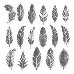 Obraz premium A shilhoutte feather vector design with white background