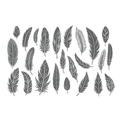 Create a shilhoutte feather vector design with white background