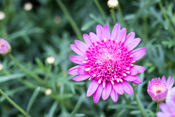Fototapeta premium Beautiful Marguerite daisy (Argyranthemum frutescens) flowers.
