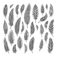 A shilhoutte feather vector design with white background