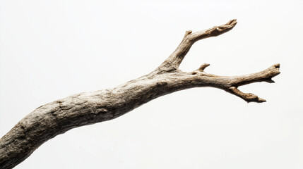 Close-up of a weathered, textured tree branch against a stark white background, highlighting the natural form and intricate details of the wood.