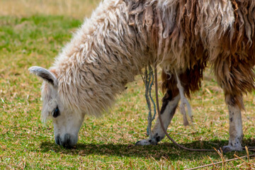 Obraz premium Llama and alpaca animal herd on a green meadow in Peru. Domestic and wild animals of the Andes mountains. Alpaca fluffy nice animals and babies
