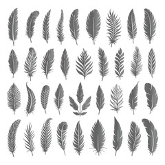 A shilhoutte feather vector design with white background