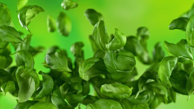 Super slow motion of flying fresh basil leaves after harvest with camera movement. Filmed on high speed cinema camera, 1000 fps.