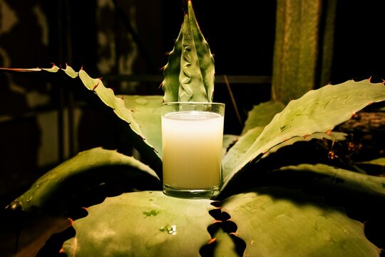 Pulque o leche de Mayahuel