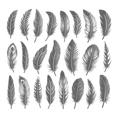 A shilhoutte feather vector design with white background