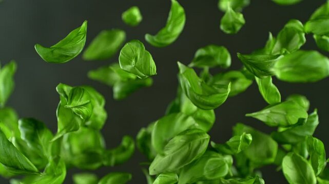Super slow motion of flying fresh basil leaves after harvest with camera movement. Filmed on high speed cinema camera, 1000 fps.