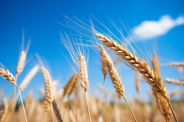 Enhancing ecosystem resilience by preserving agricultural biodiversity and crop diversity