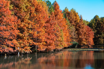Colorful red leaf forest by the lake in autumn