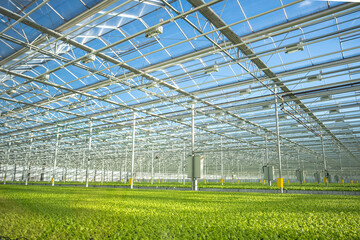 Vegetable, lettuce in smart greenhouse with automated irrigation, climate control. Precise...