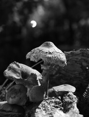 a group of mushrooms