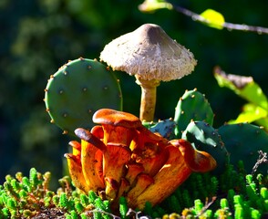 mushrooms in the forest