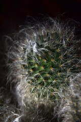 cactus close up