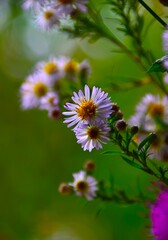 daisy flower