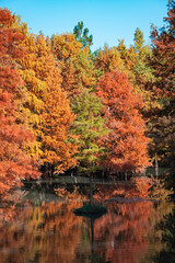 Obraz premium Colorful red leaf forest by the lake in autumn