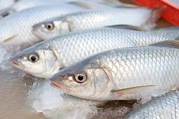 Obraz premium Fresh seafood beautifully displayed on ice at the market, ready for sale and culinary enjoyment.