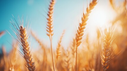Golden wheat illuminated by sunlight under a clear sky