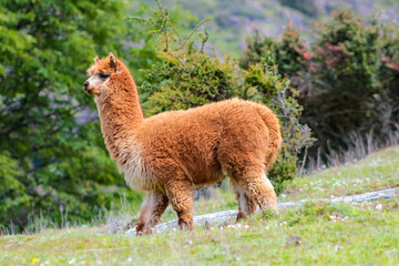 Llama and alpaca animal herd on a green meadow in Peru. Domestic and wild animals of the Andes mountains. Alpaca fluffy nice animals and babies © Yuliia