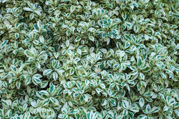 Vibrant foliage with variegated leaf patterns. Variegated green and white leaves background