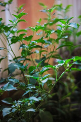 vibrant green plant with small white flowers and leaves. The plant is growing in a pot and appears healthy and well-maintained.