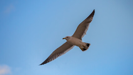 A seagull is flying in a clear blue sky