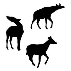 Okapi animal silhouette on white background.