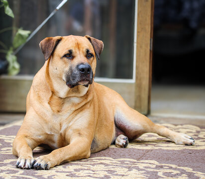 Large tan mut dog at attention 