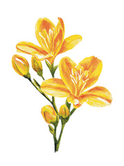 Yellow watercolor flower without background 