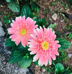 pink dahlia flower