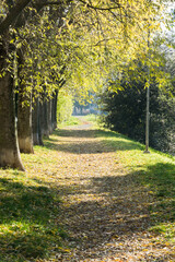 Obraz premium viale alberato