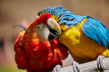 The stunning Blue-and-yellow Macaw showing off its vibrant colors under the warm skies. Every feather tells a story of the Amazon’s beauty and wild spirit. Manu National Park-Peru