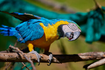 The stunning Blue-and-yellow Macaw showing off its vibrant colors under the warm skies. Every feather tells a story of the Amazon’s beauty and wild spirit. Manu National Park-Peru