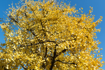 ginkgo biloba in autunno