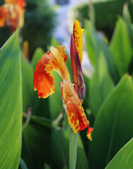 Close-up of canna indica flower with vibrant orange and yellow petals. Indian shot plant with colorful bloom and green leaves