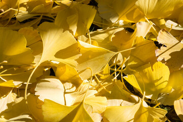 foglie gialle di ginkgo