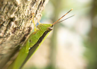 Silent Jumpers: The Hidden Life of Grasshoppers. A Macro Perspective