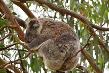 Koala sitting on a tree branch in a forest in Australia