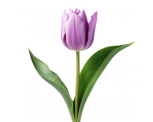 Single Purple Tulip Bloom Isolated on White Background