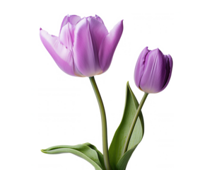 Two Lilac Tulips, Spring Blooms, Isolated on White Background