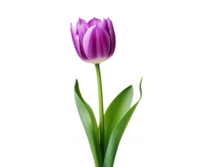 Single Purple Tulip Bloom, Spring Flower, Isolated White Background