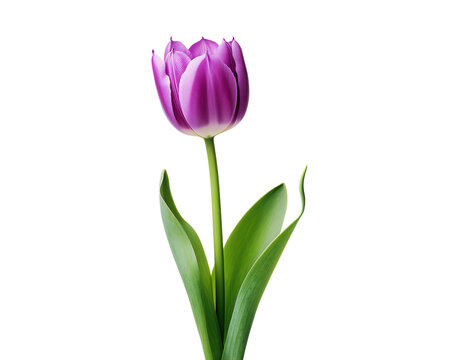 Single Purple Tulip Bloom, Spring Flower, Isolated White Background