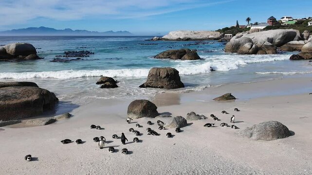 Boulders Beach At Cape Town In South Africa. Penguin Colony Scene. Wild Animals. Beach Landscape. Boulders Beach At Cape Town In South Africa. Seascape View. Wildlife Marine Animal.