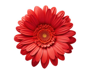 Vibrant Red Gerbera Daisy Flower, Isolated, Bloom, Petal, Nature, Botany, Blossom, Floral, Spring, P