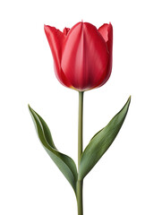 Single Red Tulip Bloom, Spring Flower, Isolated White Background