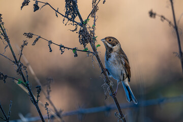 Male Reed bunting, Emberiza schoeniculus, feed ing on reed stems