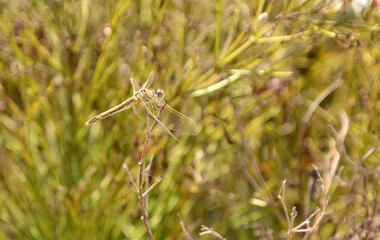 Dragonfly settling in the grassland