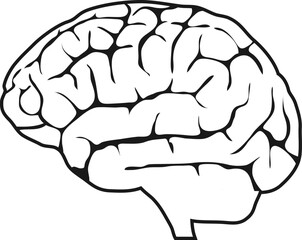 Human brain, human brain icon with convolutions on a white background. Vector, cartoon illustration. Vector.